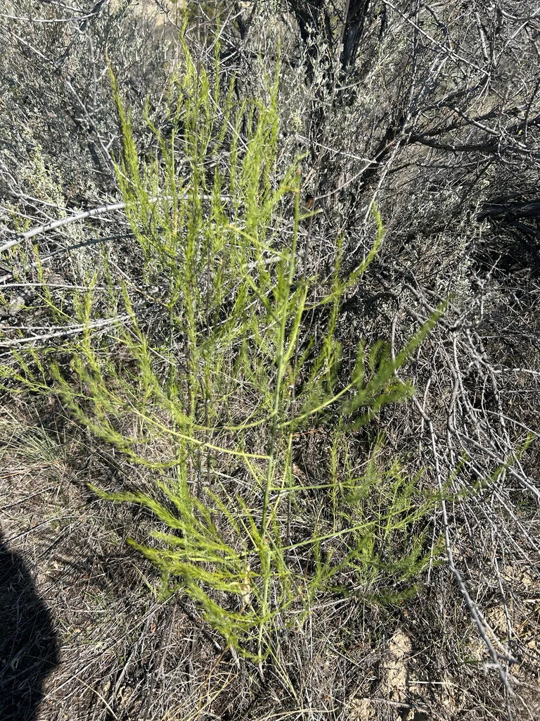 Asparagus Officinalis