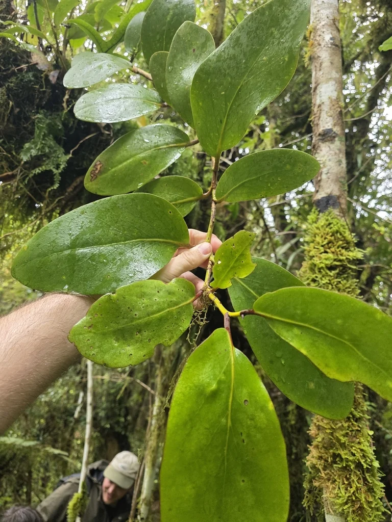 Griselinia Lucida