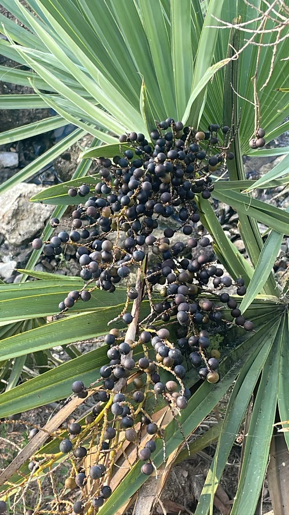 Sabal Minor