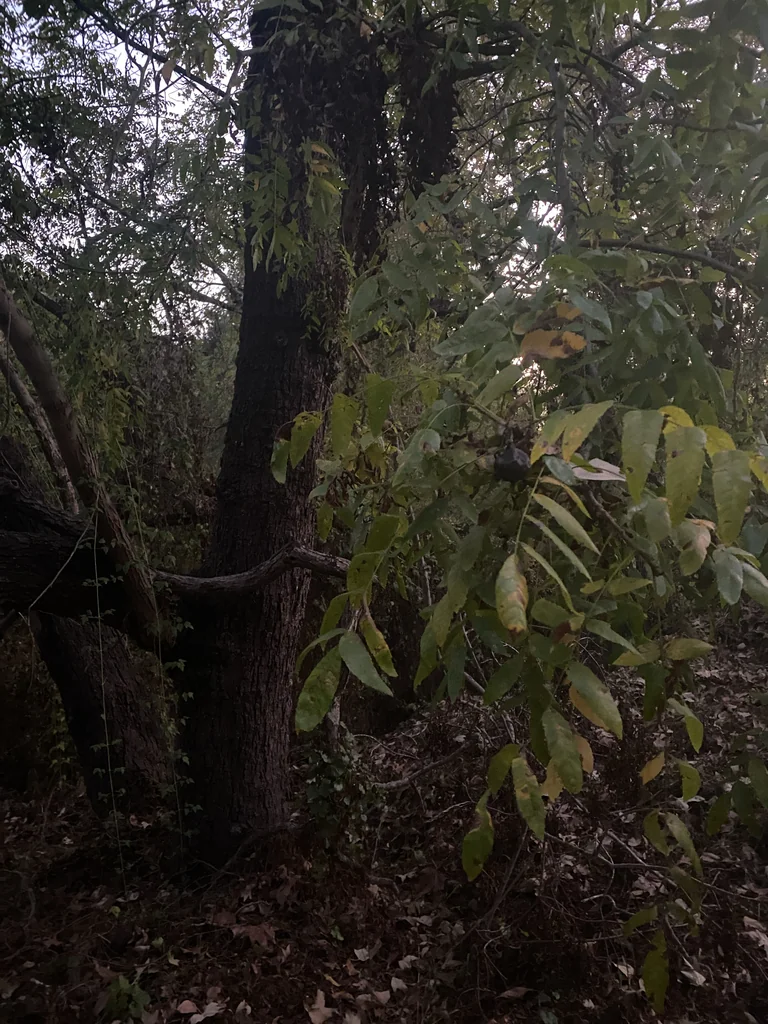 Juglans Californica