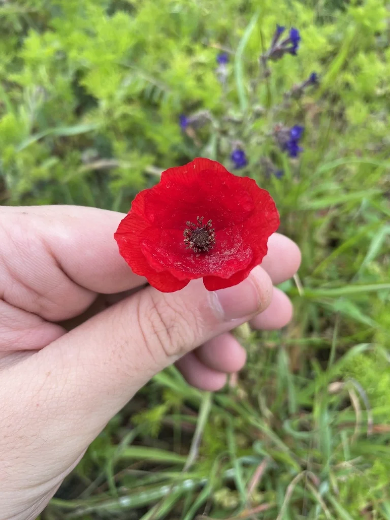 Papaver Rhoeas