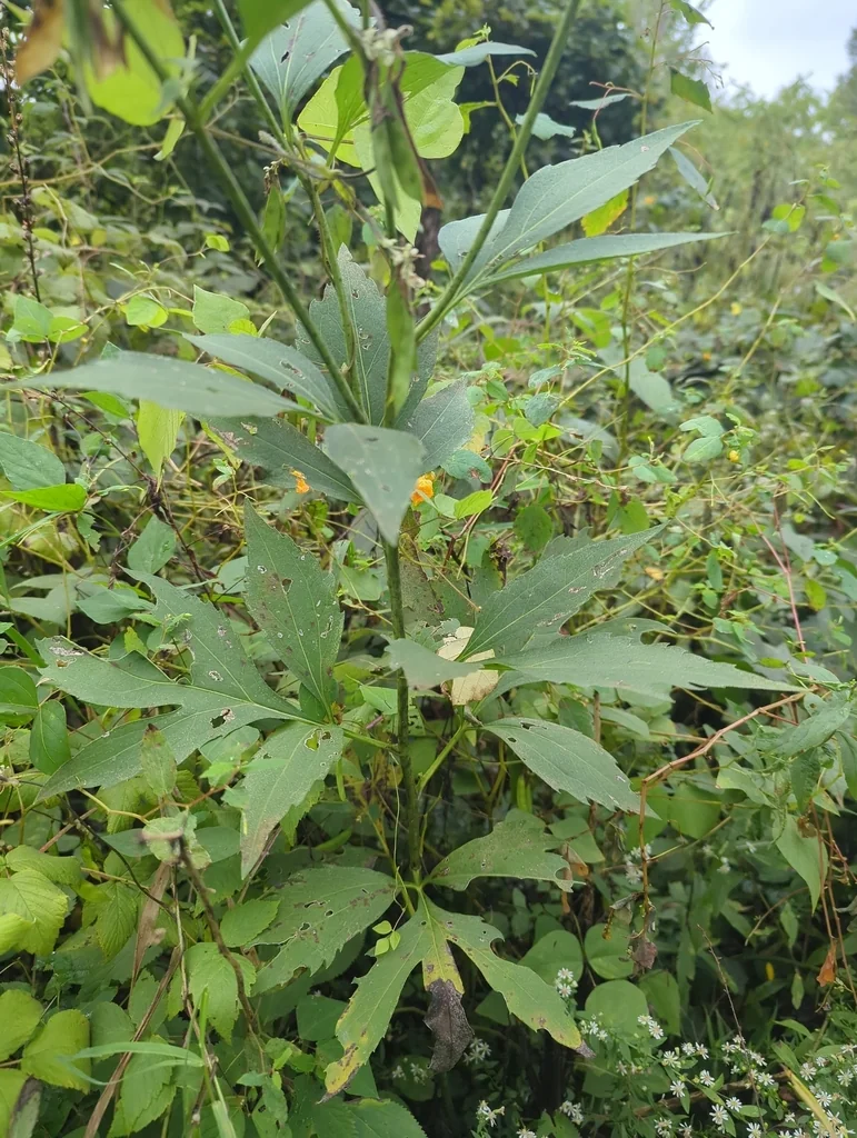 Rudbeckia Laciniata