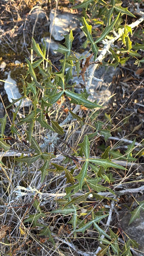 Berberis Trifoliolata
