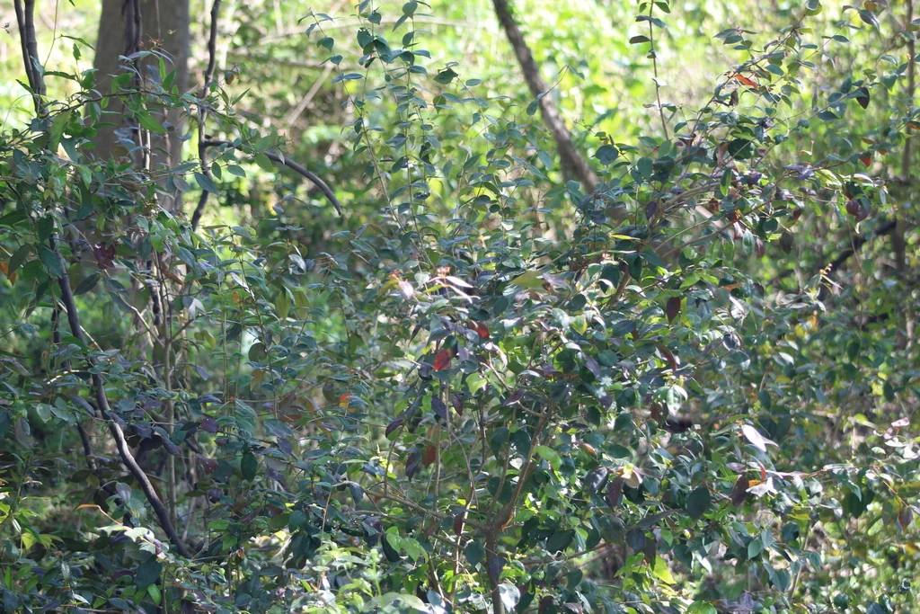 Eugenia Uniflora