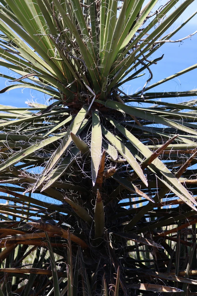 Yucca Schidigera