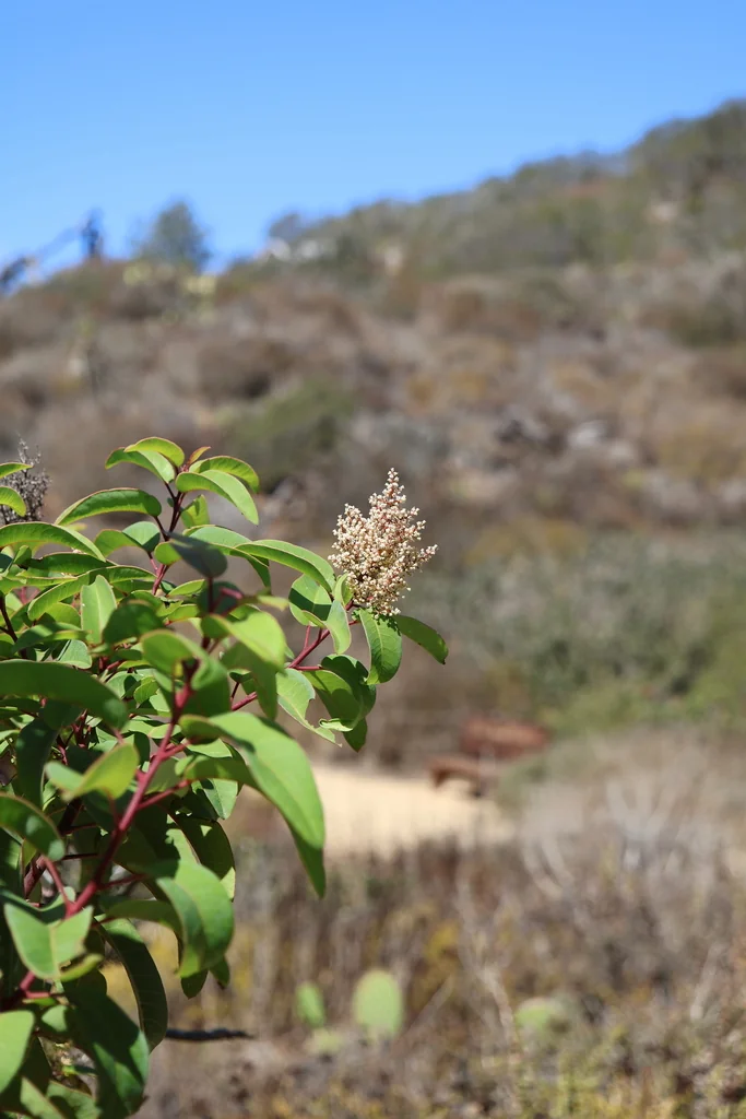 Malosma Laurina