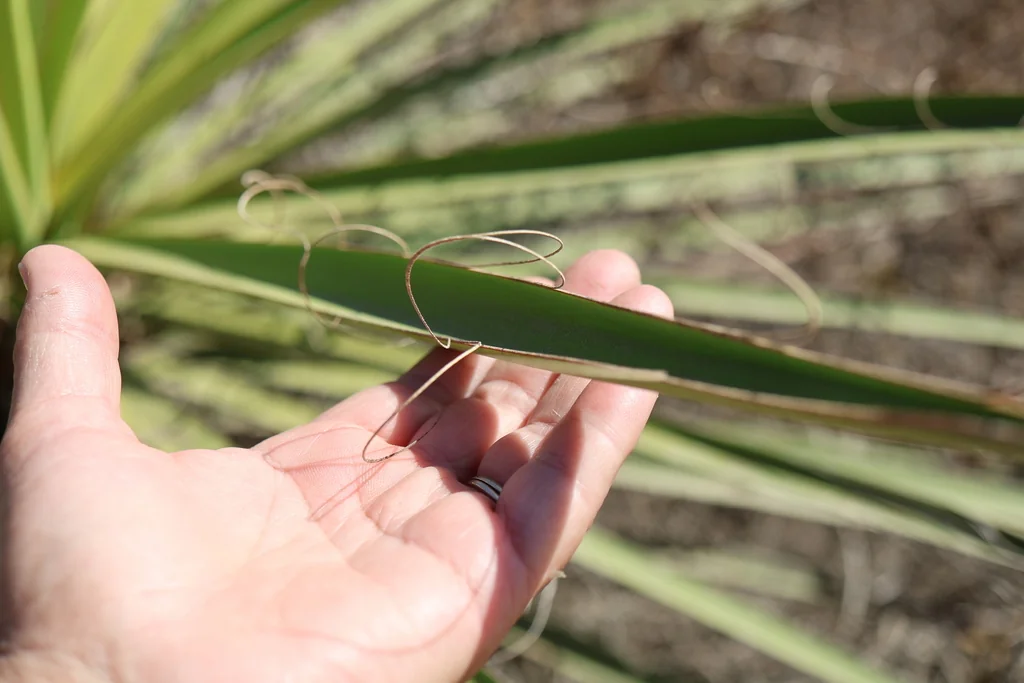 Yucca Schidigera