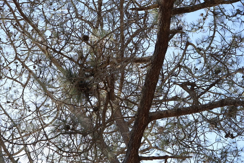 Pinus Torreyana