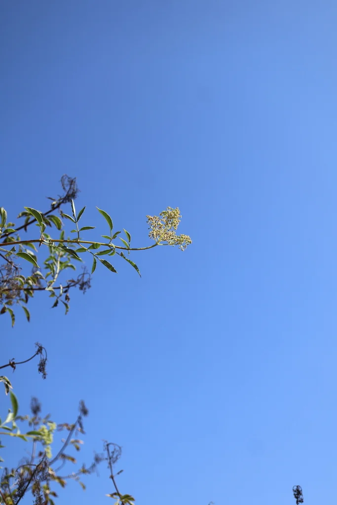 Sambucus Mexicana