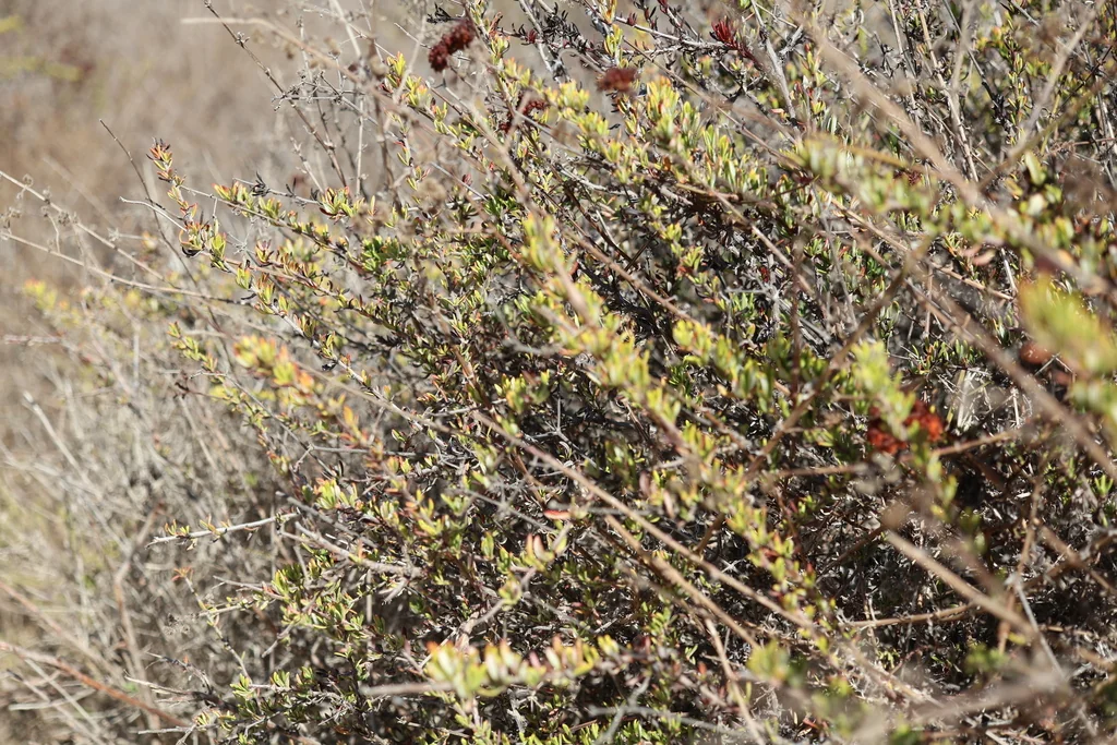 Eriogonum Fasciculatum