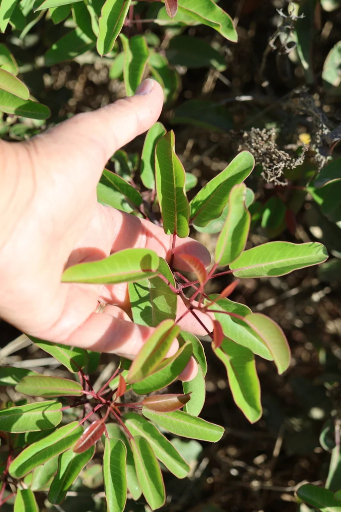 Malosma Laurina