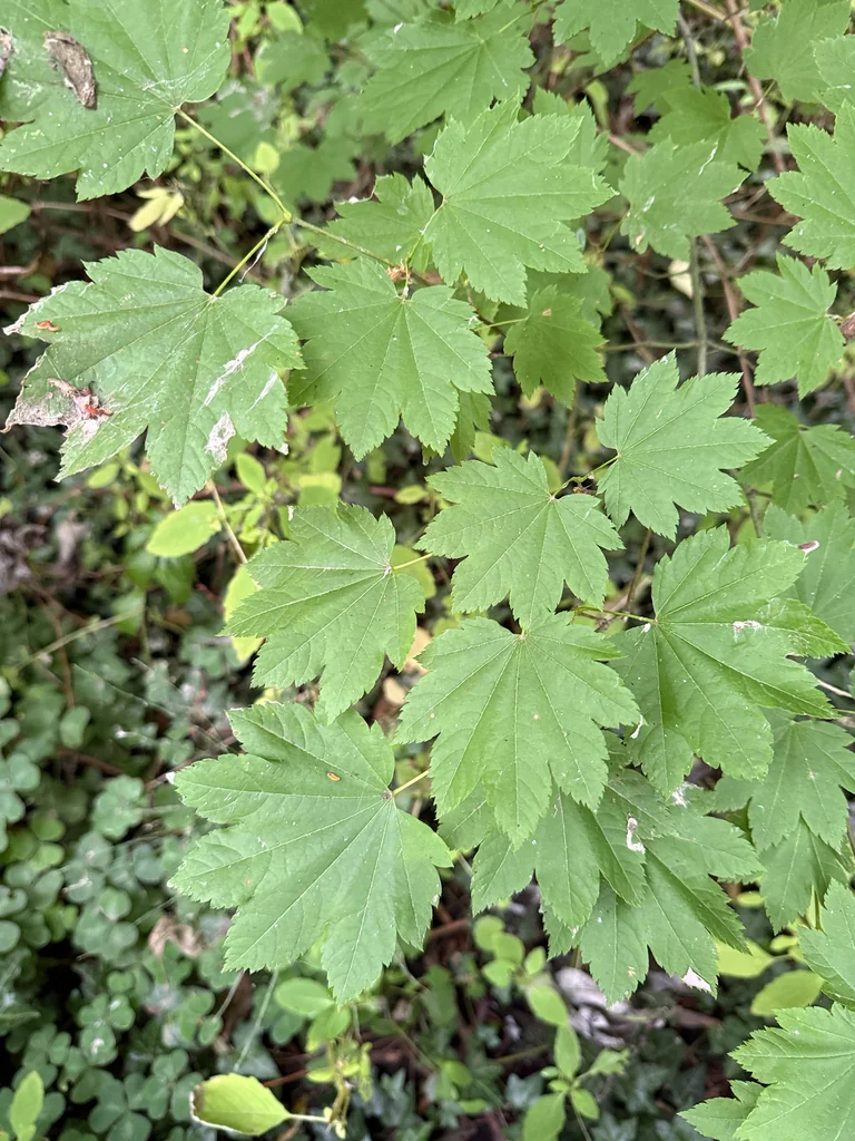 Acer Palmatum