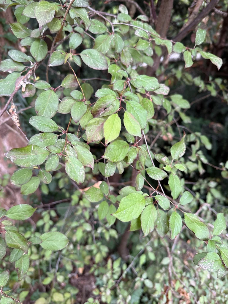 Prunus Cerasifera