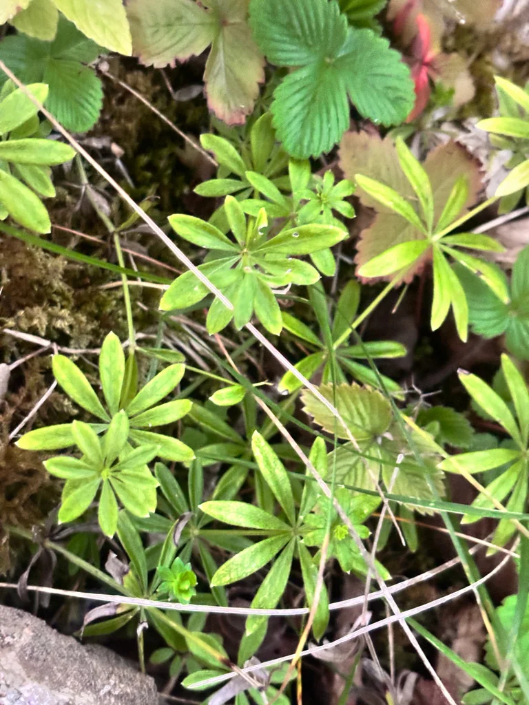 Galium Odoratum