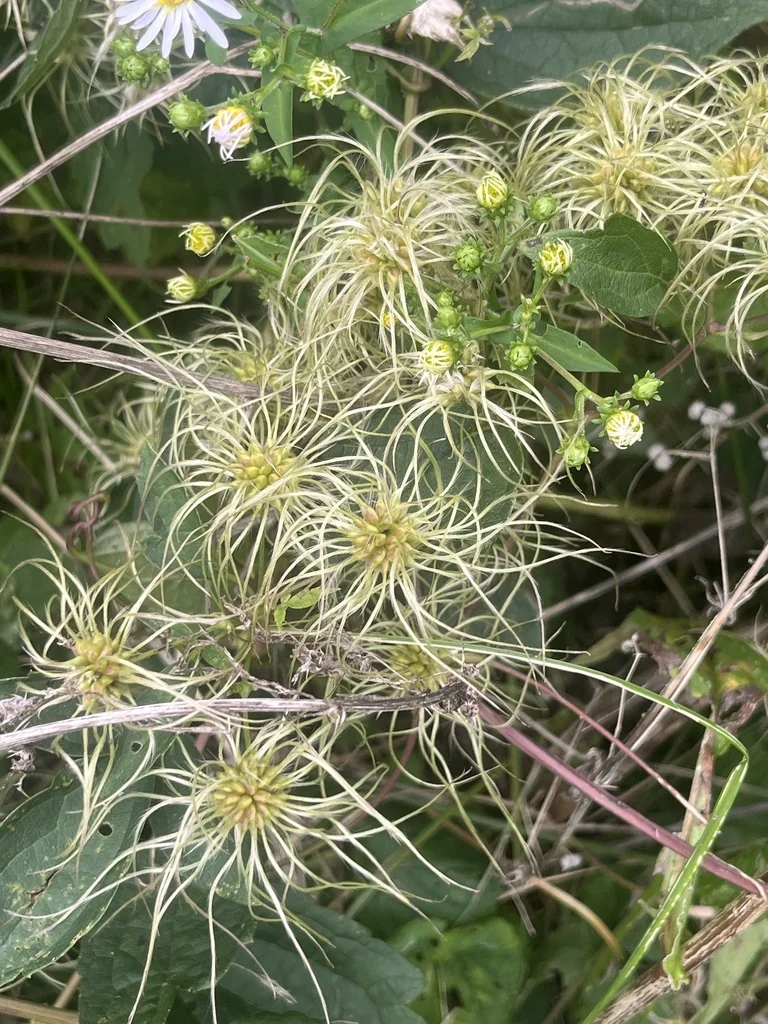 Clematis Virginiana