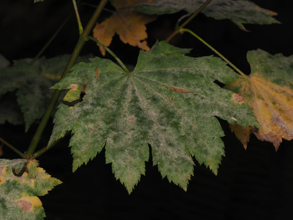 Acer Palmatum
