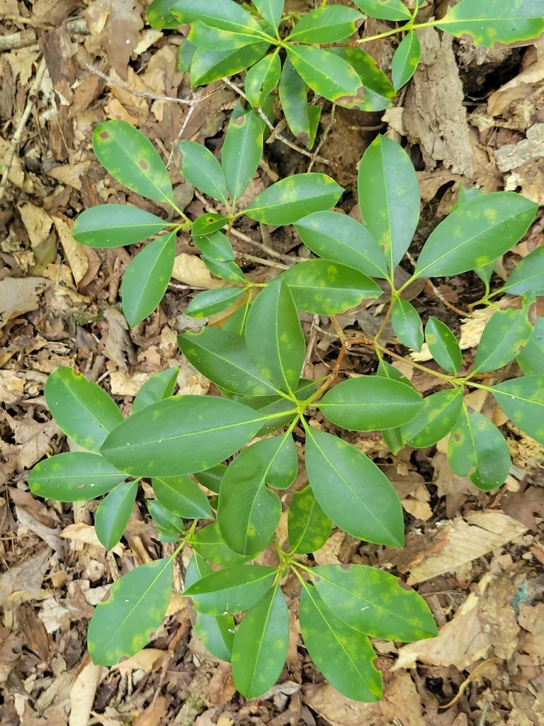 Kalmia Latifolia