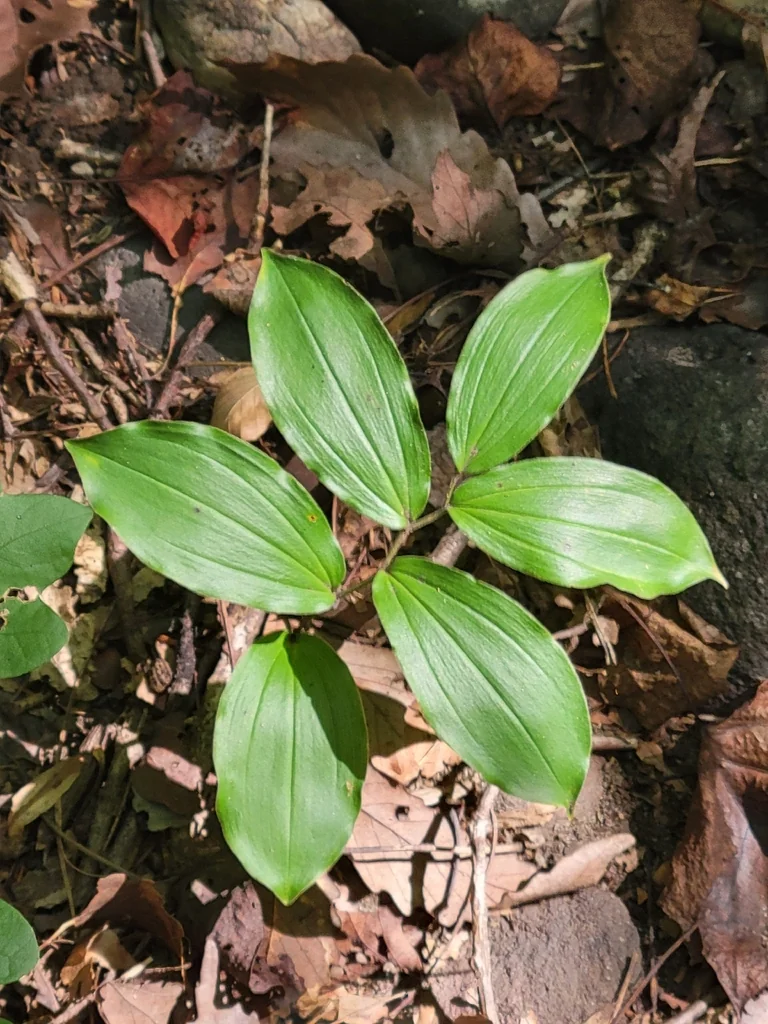 Smilacina Racemosa