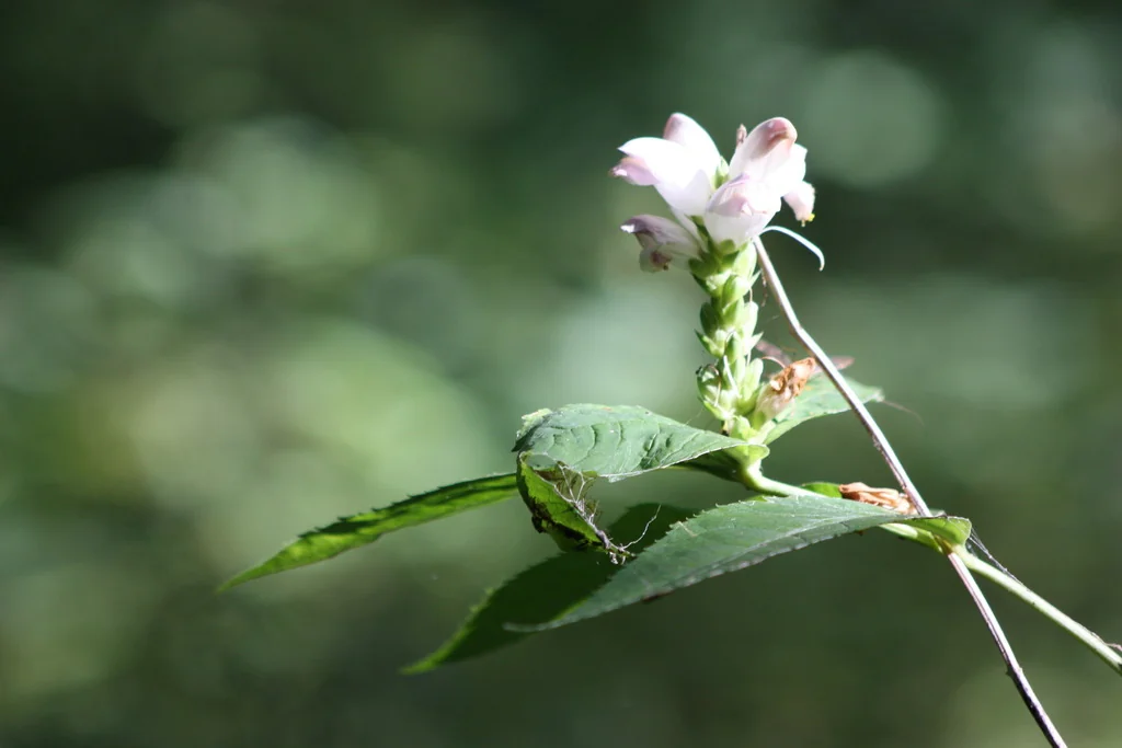 Chelone Glabra