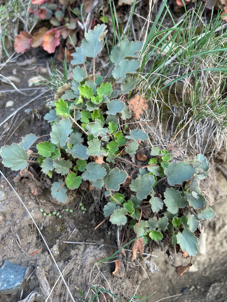 Heuchera Cylindrica