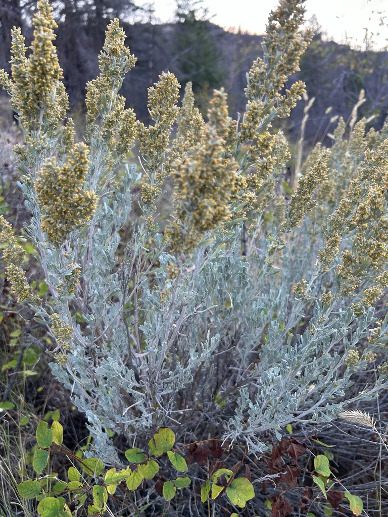 Artemisia Tridentata
