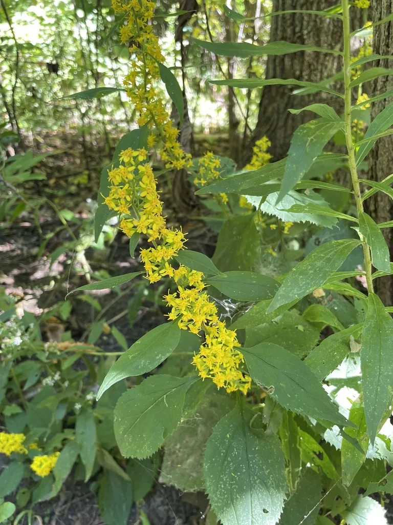 Solidago Flexicaulis