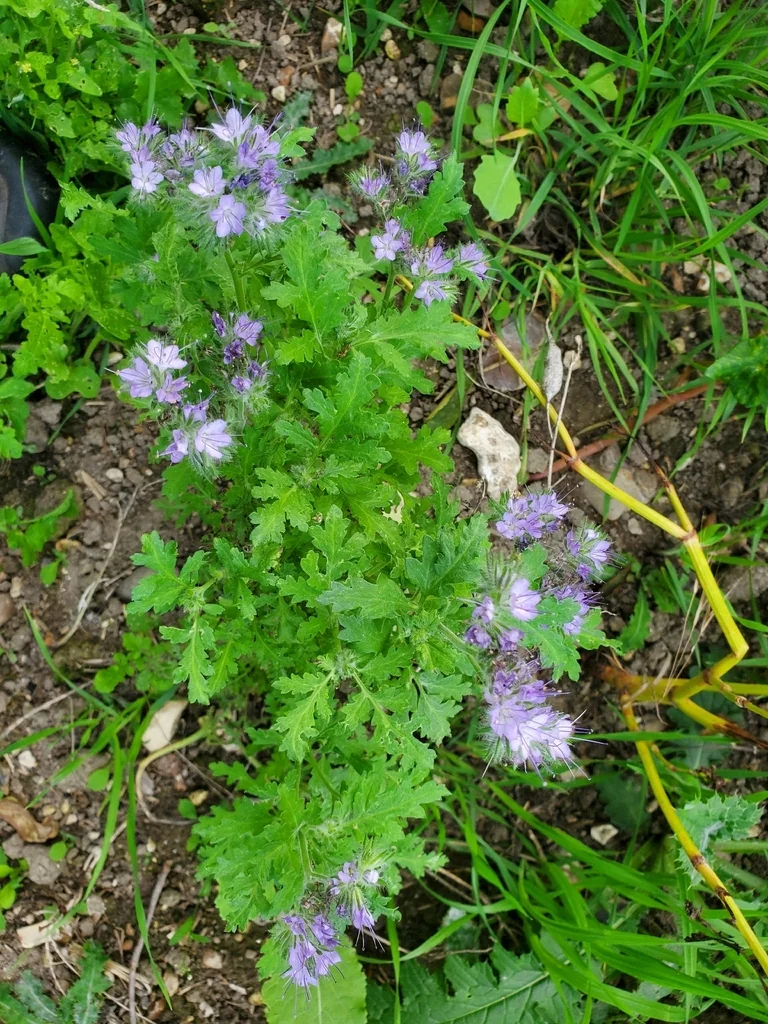 Phacelia Tanacetifolia