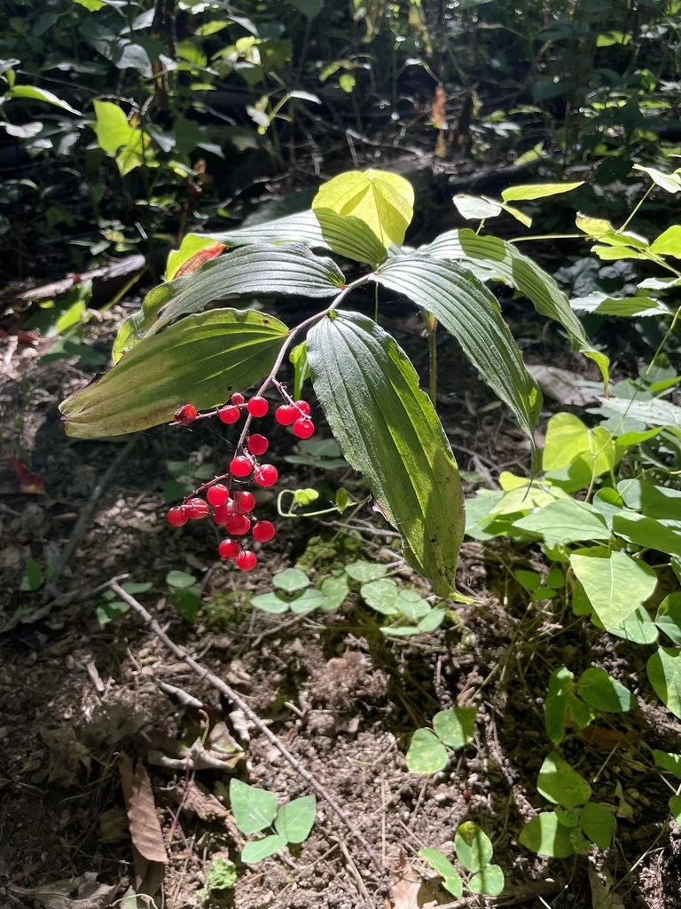 Smilacina Racemosa
