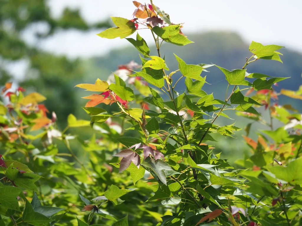 Liquidambar Formosana