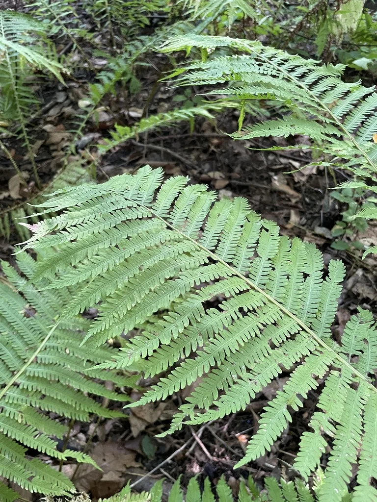 Matteuccia Struthiopteris