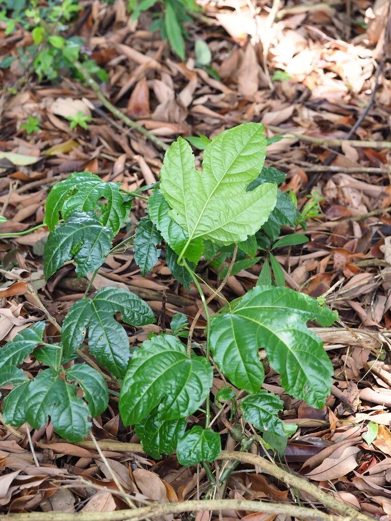 Passiflora Edulis