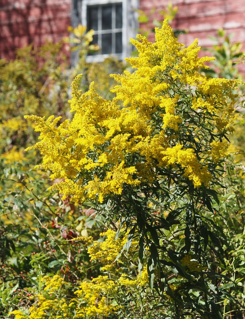 Solidago Altissima