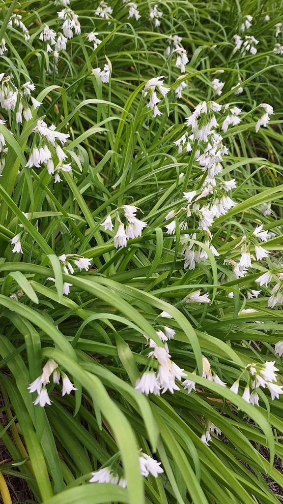 Allium Triquetrum