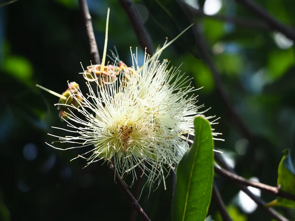 Syzygium Jambos
