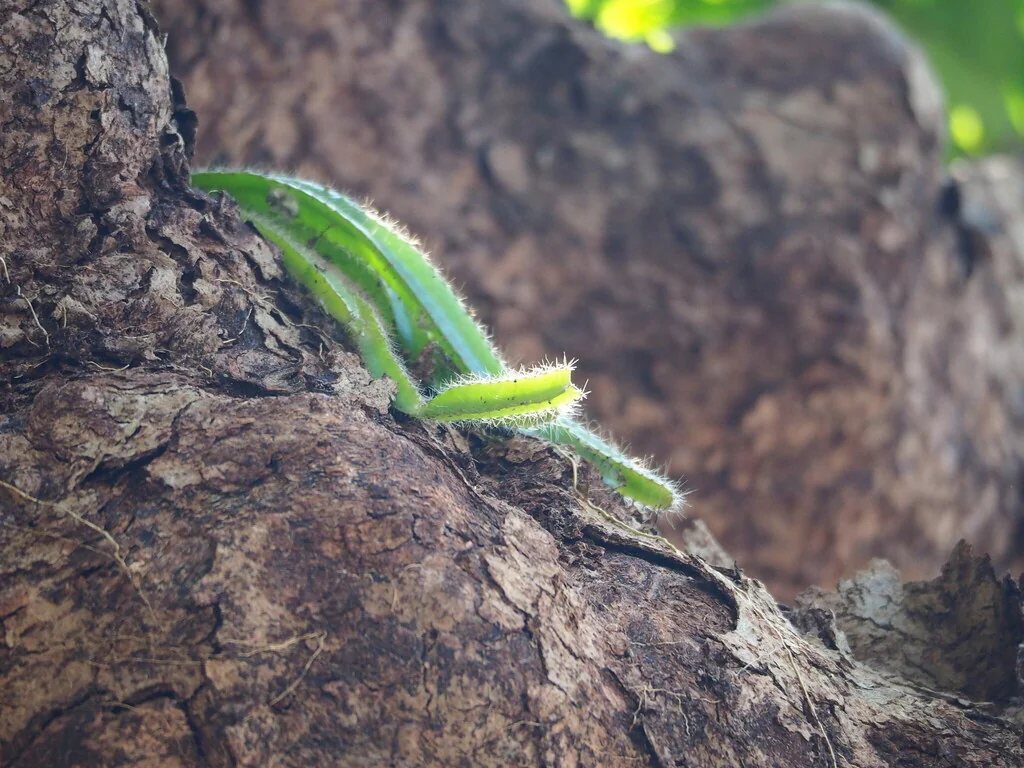 Hylocereus Undatus