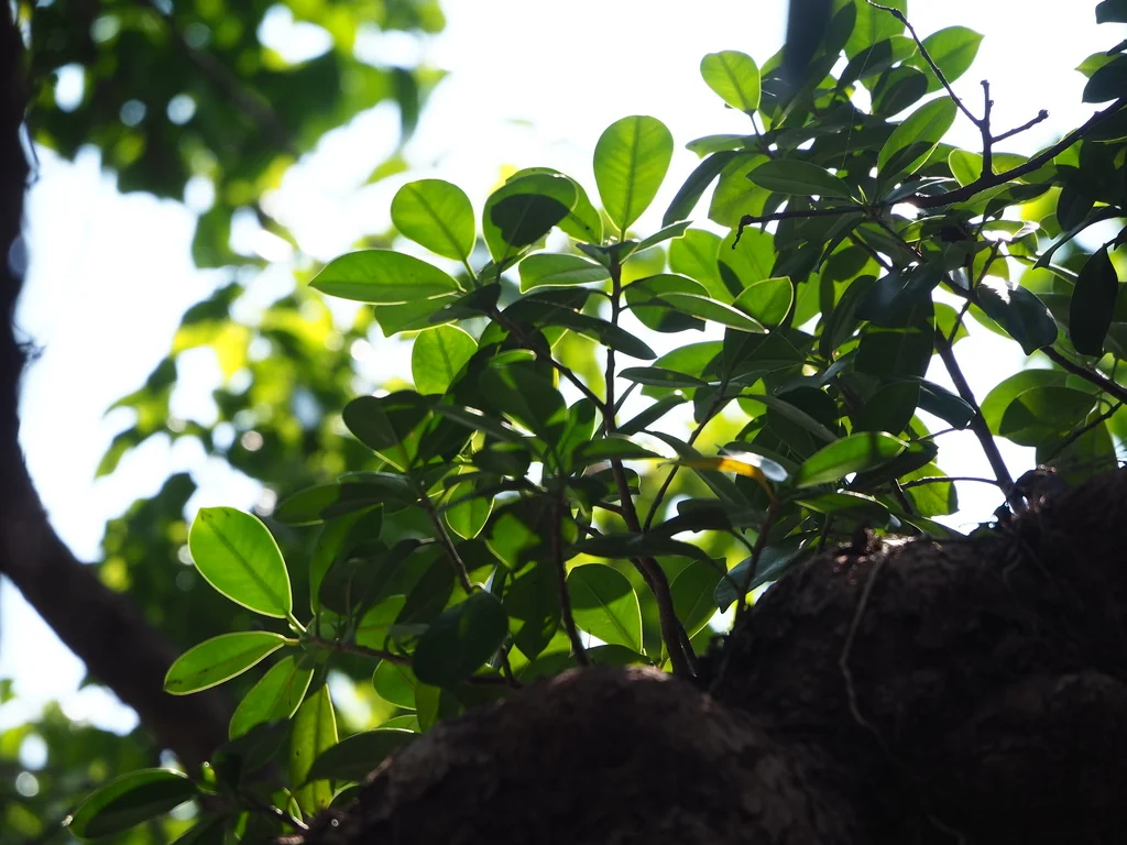 Ficus microcarpa
