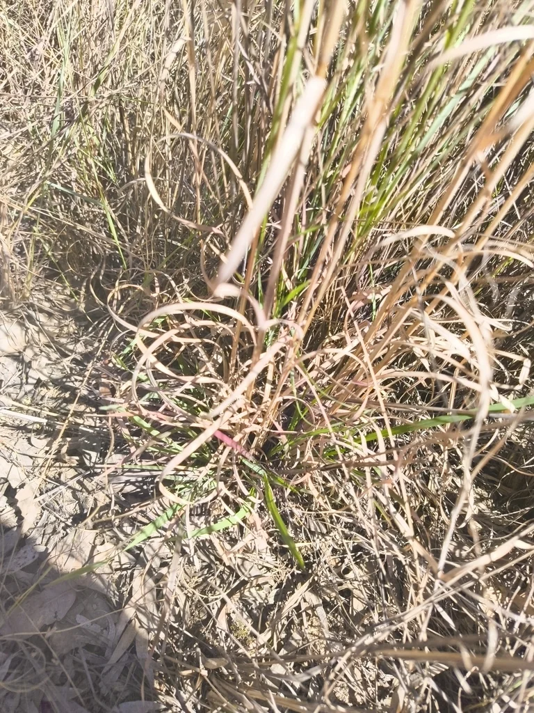 Andropogon Virginicus