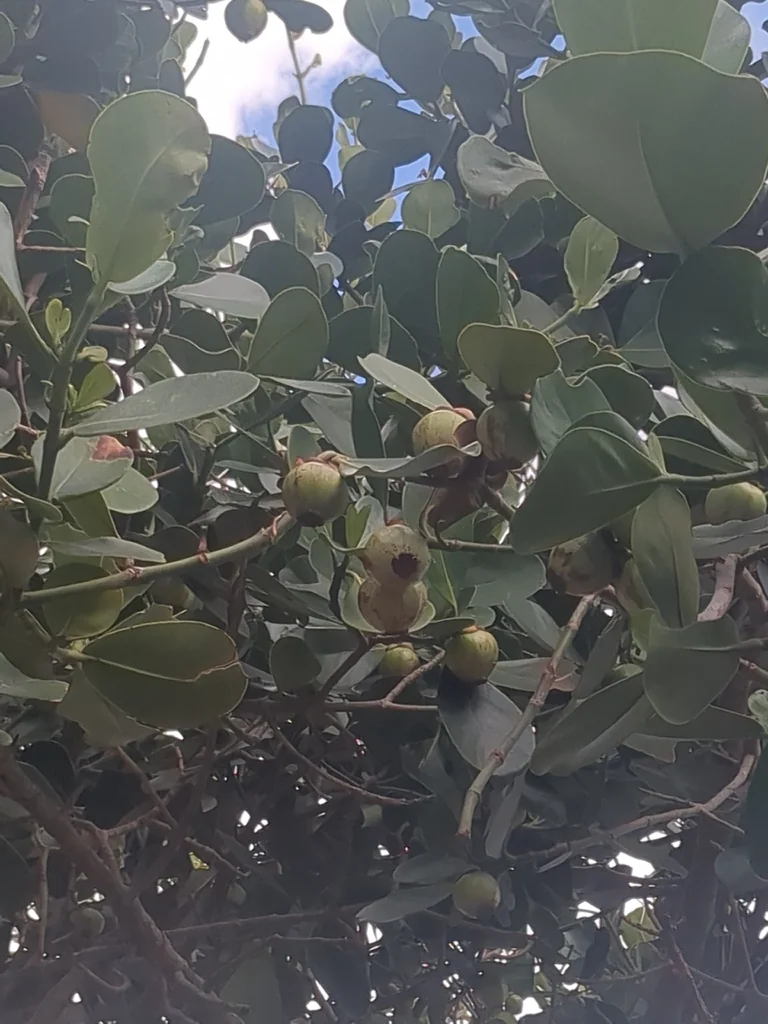 Clusia rosea