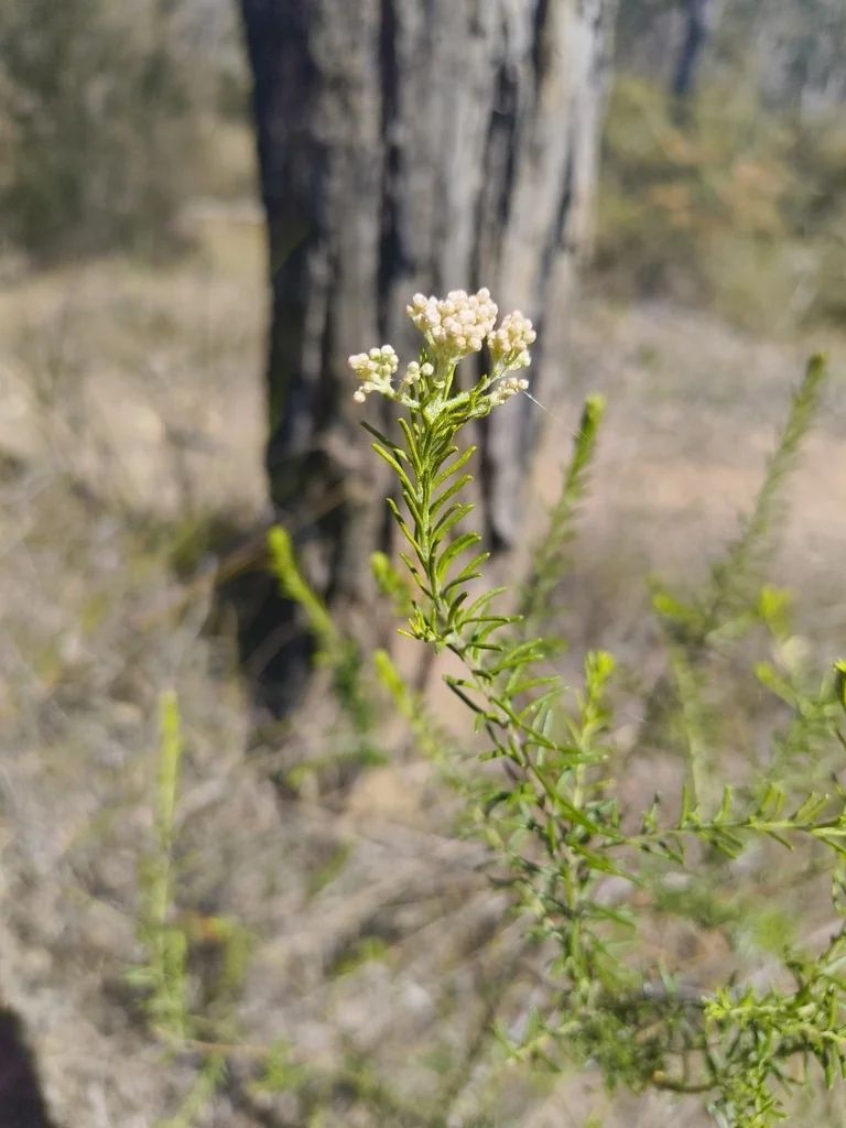 Ozothamnus Diosmifolius
