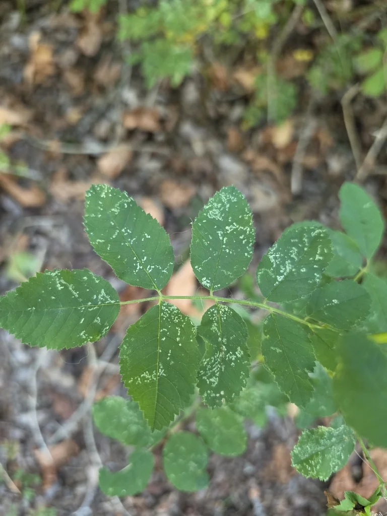 Rosa Nutkana