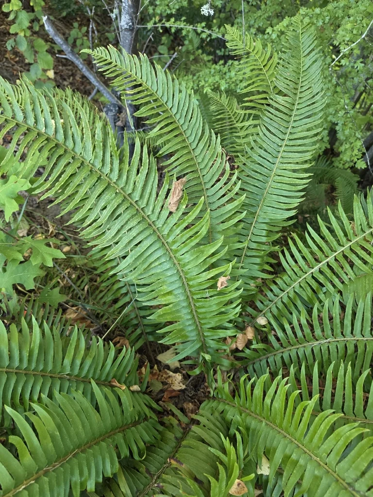 Polystichum Munitum
