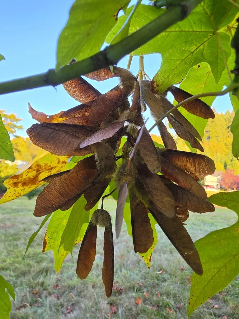 Acer Macrophyllum