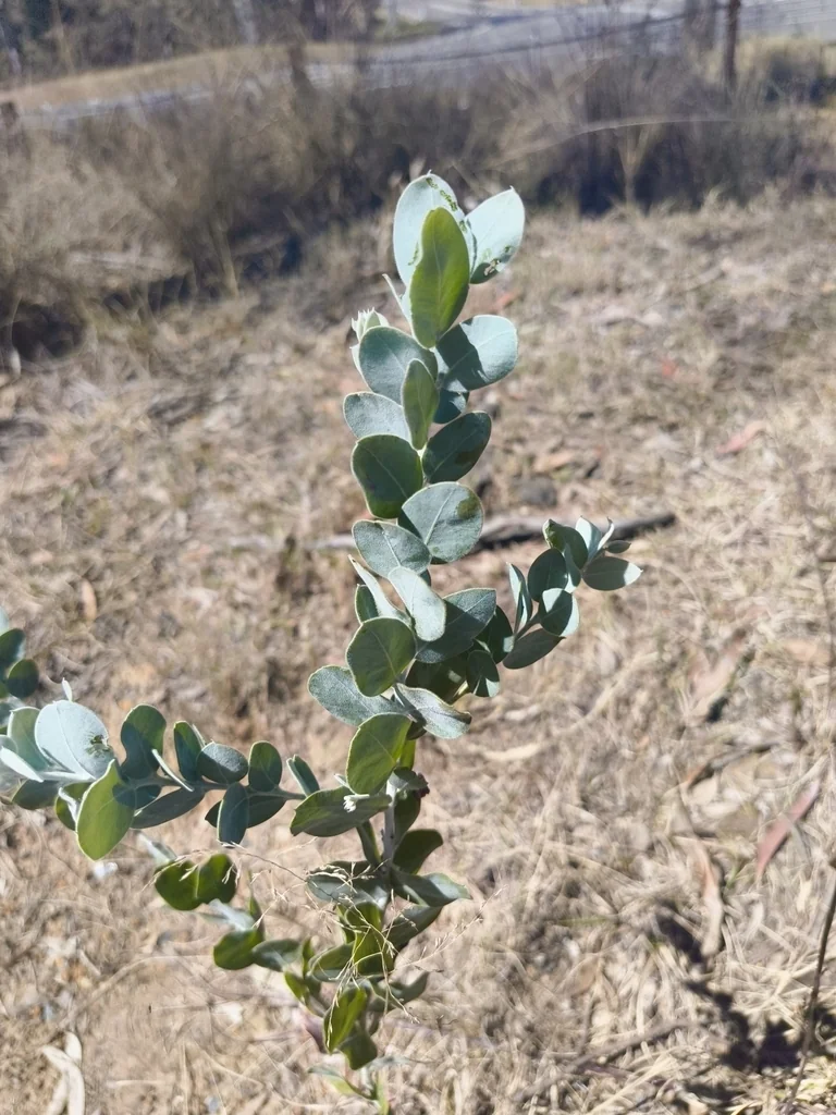Acacia Podalyriifolia