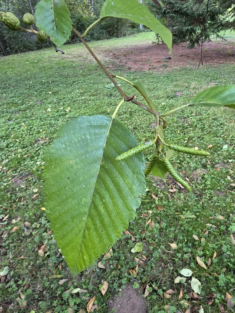 Alnus Rubra