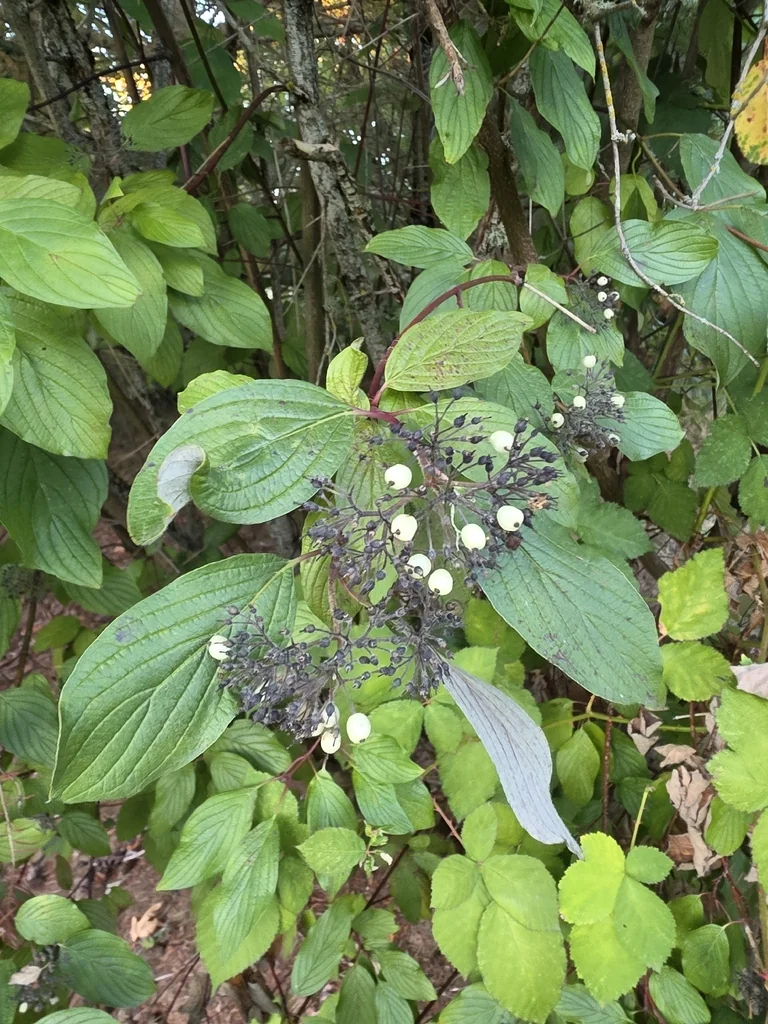 Cornus stolonifera