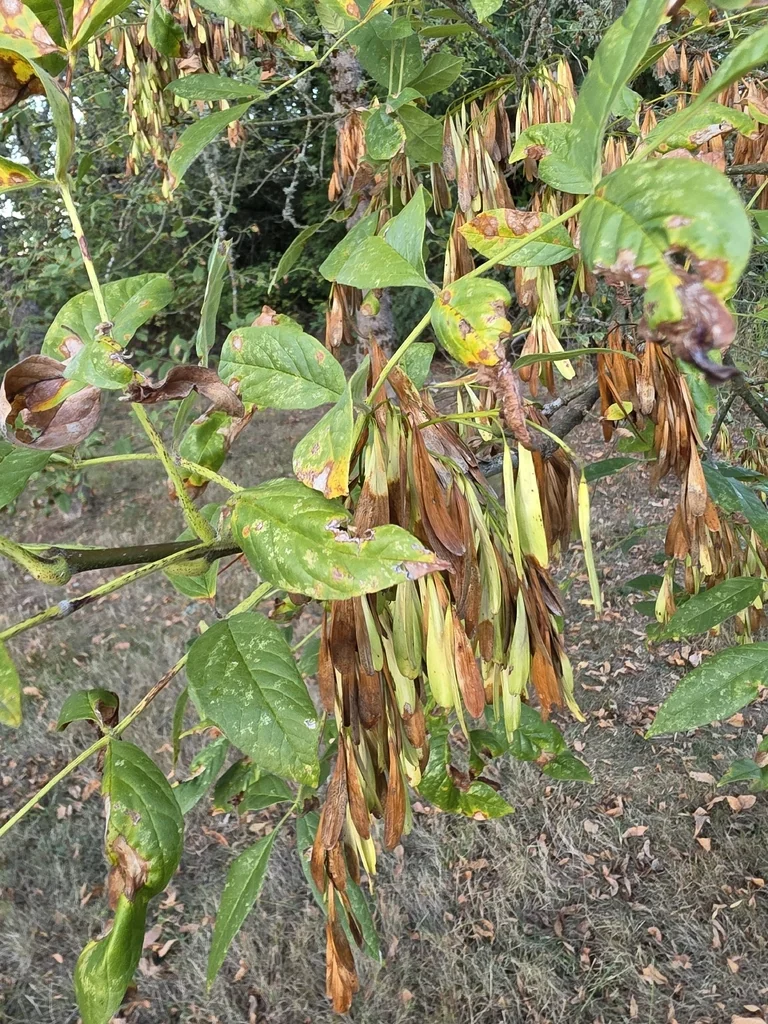 Fraxinus Latifolia