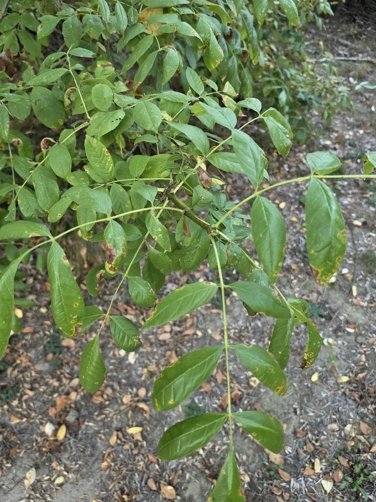 Fraxinus Latifolia