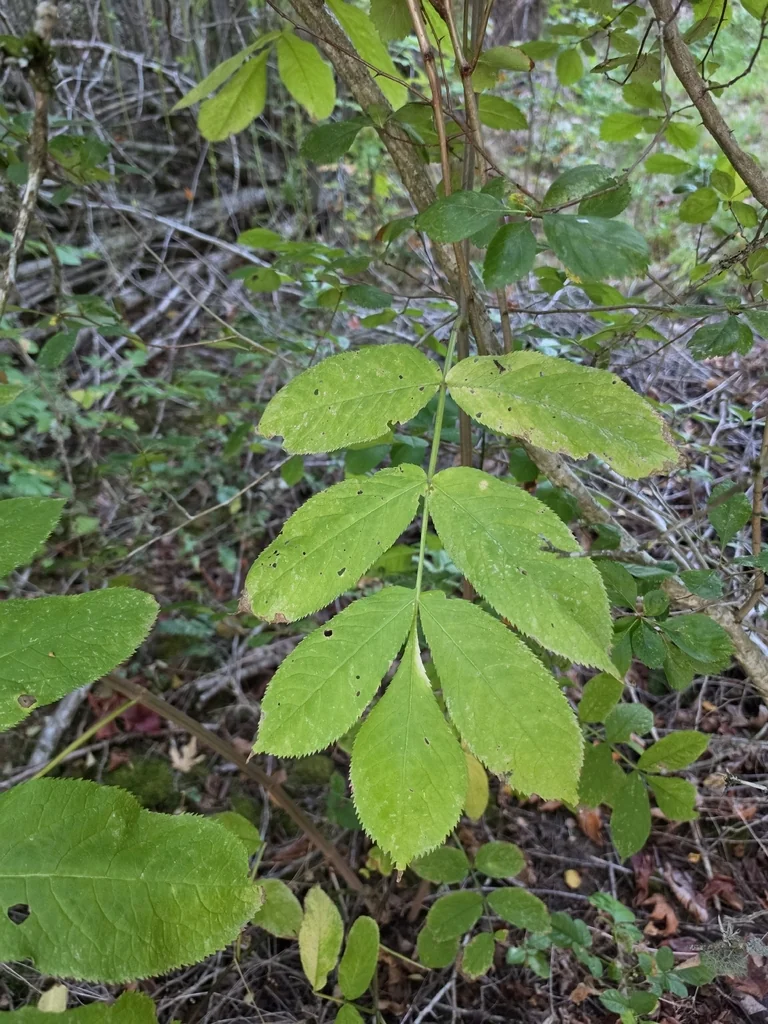 Fraxinus Latifolia