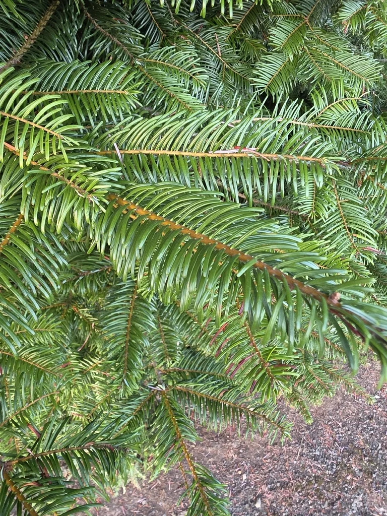 Abies Grandis