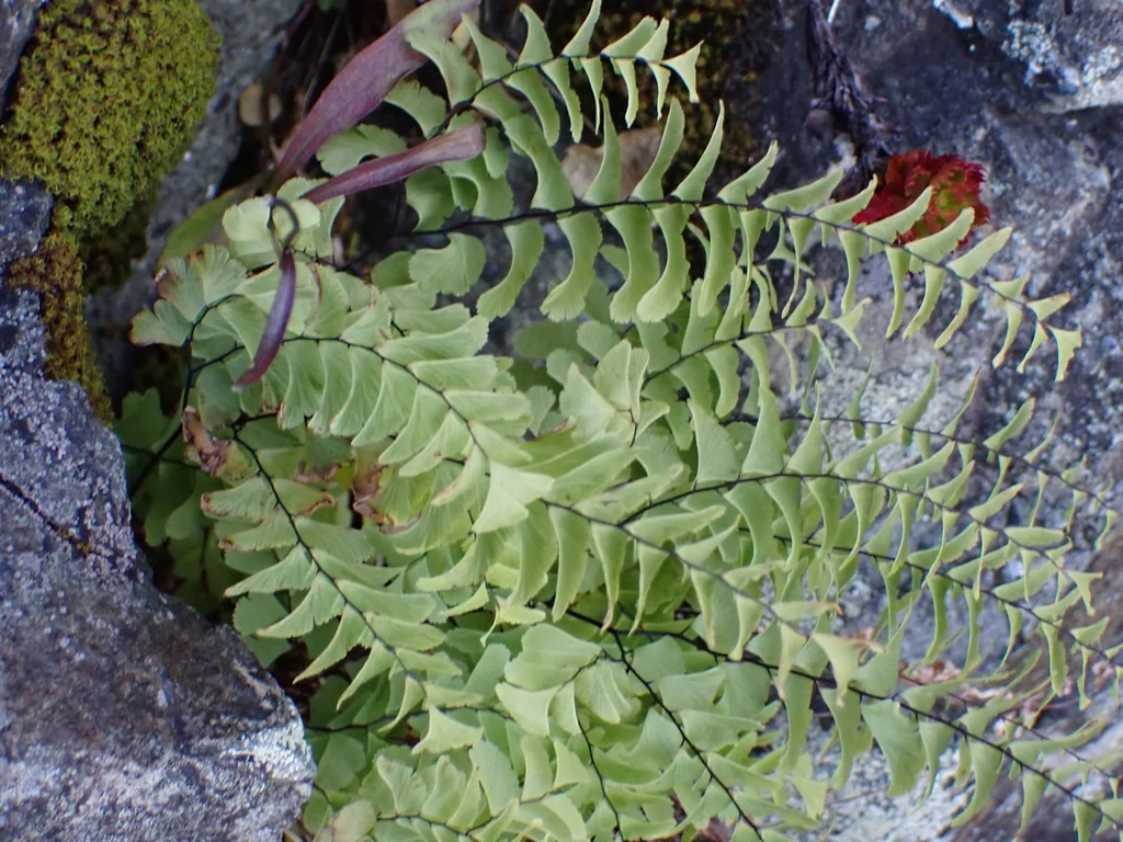 Adiantum Aleuticum
